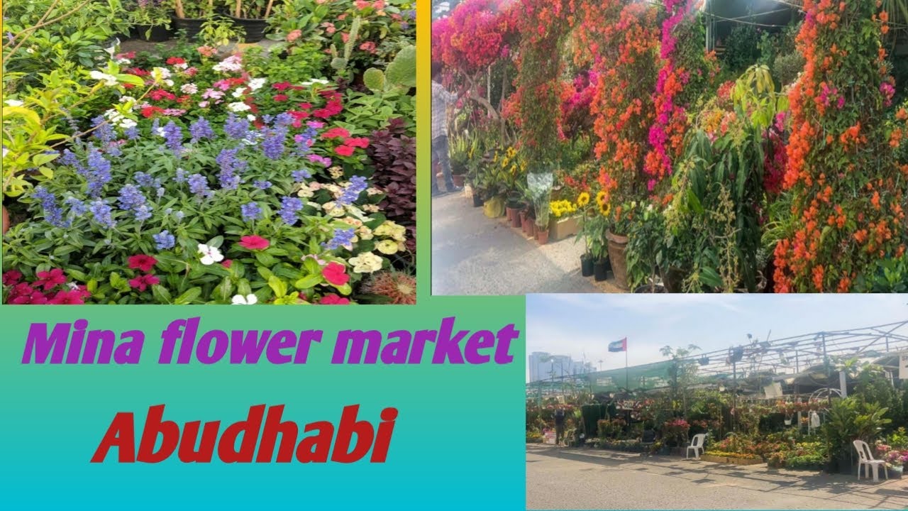 Flower Market In Abu Dhabi Home Alqu