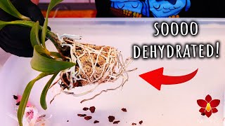 The Cattleya Orchid seedlings are getting dehydrated! Time for a repot! @MissOrchidGirl