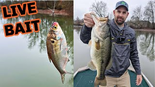 Using LIVE Bait for GIANT BASS!!