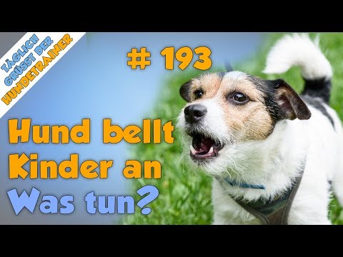 Video: Wie man mit einem Hund umgeht, der ein Kind anknurrt