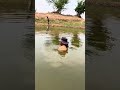 แหยังไม่ลง หว่านแห หาปลา ทอดแห ปลาช่อน #fishing