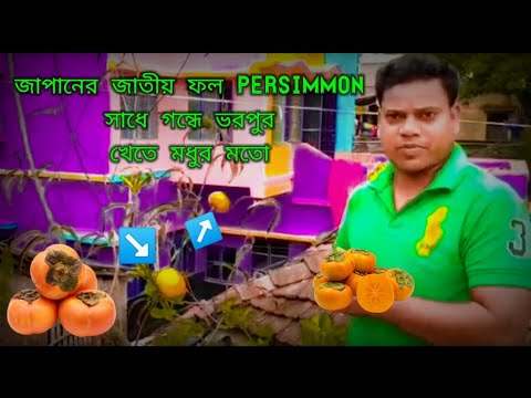 ভিডিও: পার্সিমোন সম্পর্কে আকর্ষণীয় তথ্য