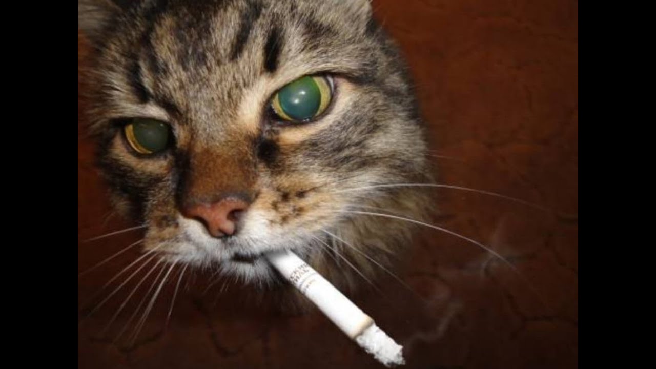 og koshka (feat rose revive)