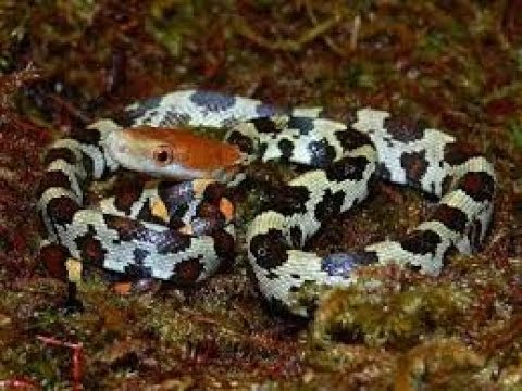 Red Headed Rats O.Moellendorffi - Red-Headed Rat Snake - YouTube