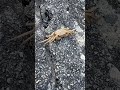 堺正章【よせよ】