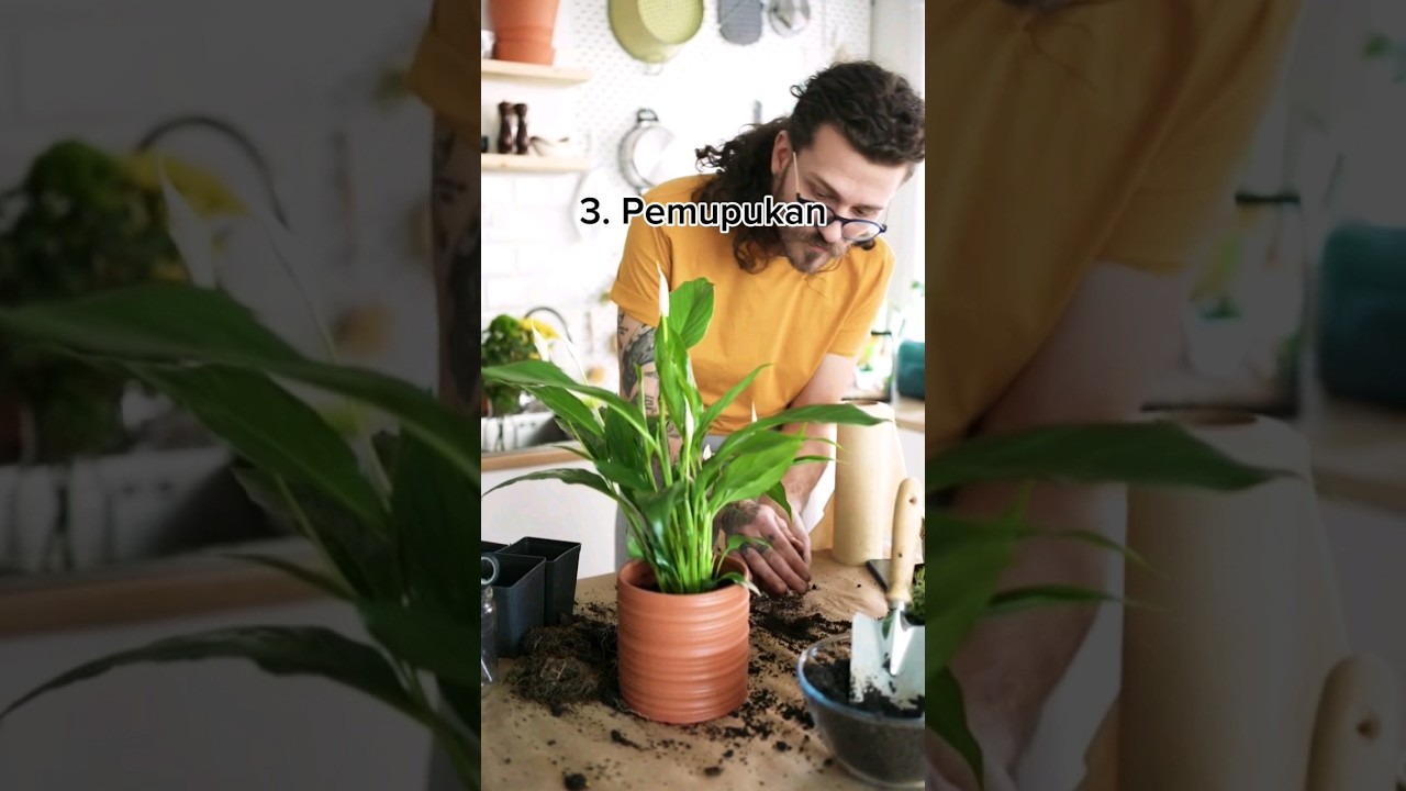 4 Tips Merawat Tanaman Hias Indoor agar Tumbuh Subur dan Indah