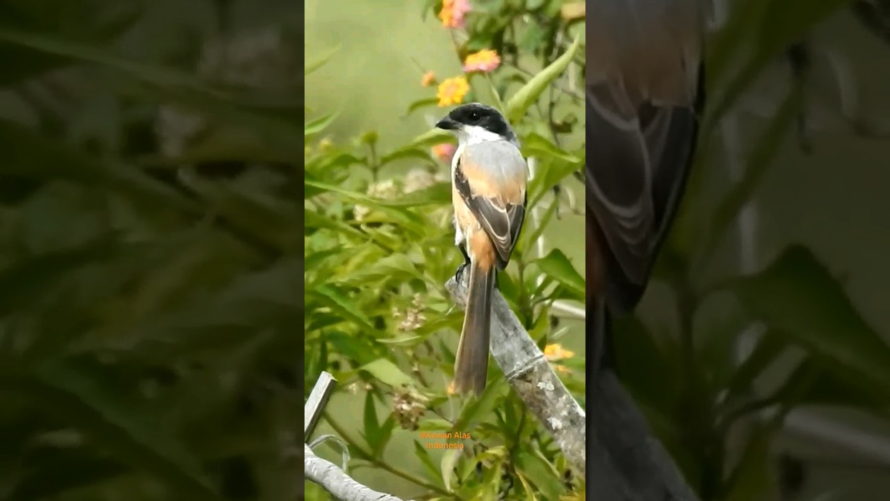 Cendet Liar ⁉️ Burung Gacor 