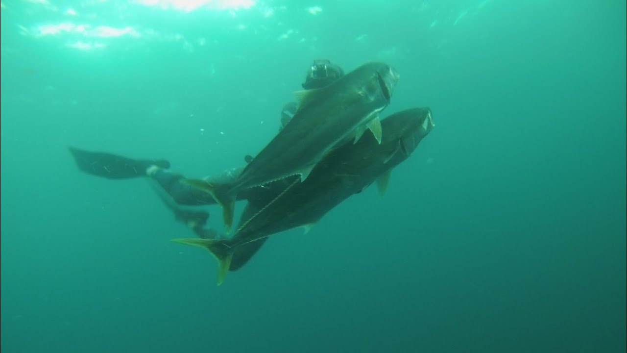 Spearfishing Sydney Australia - Part 7