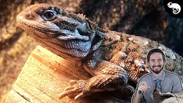 Before You Get A Reptile, You Need To Know About UVB!