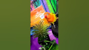 Lovebird Singing and Chirping Sounds, My Smart Parrot, Beautiful Birds #lovebird #birdsvideo