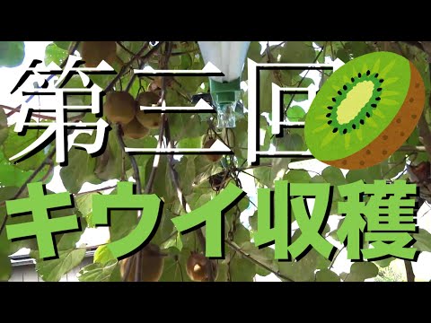 【キウイ】収穫 三回目