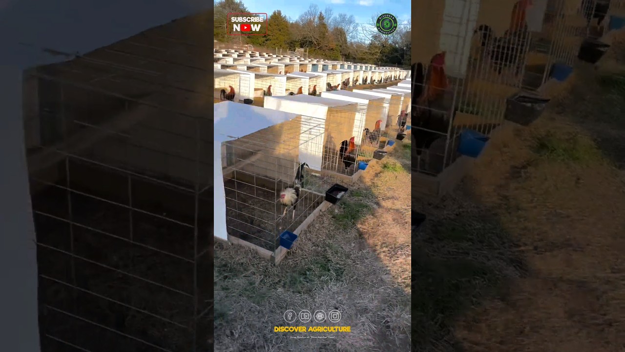 Rooster Farm🐓😱