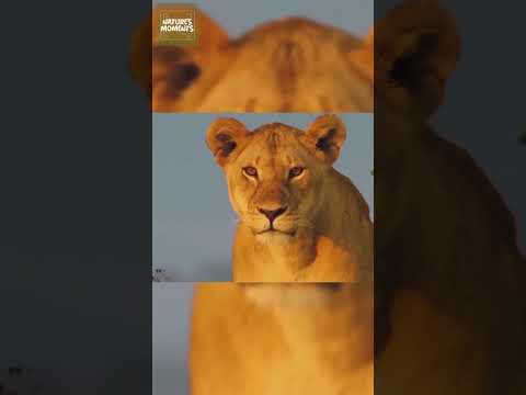 The Lion Queen and the Battle for Survival #natureanimaldocumentary