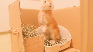 いつの間にかボロ家に変わってて驚きを隠せないムギさん【No.628】