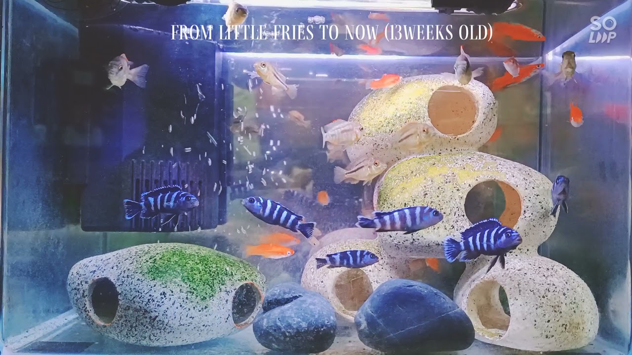 Red empress cichlid and demonsoni (week 13)