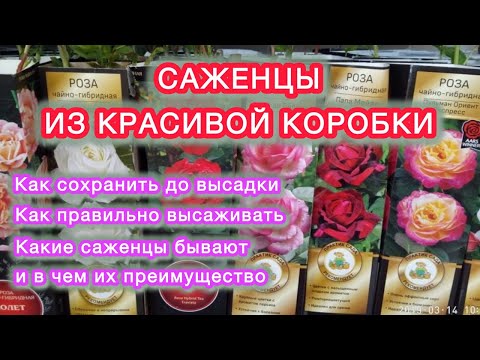 РАСТЕНИЯ В УПАКОВКЕ|как сохранить до высадки - рекомендации агронома. Ассортимент агрофирмы «ПОИСК»