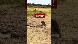 5 Deadly Animal Ambushes That Never Miss