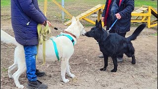 The black German Shepherd and the white Swiss Shepherd are similar, but so different. by МИЛЫЕ ПИТОМЦЫ CUTE PETS 1,498 views 2 months ago 41 seconds