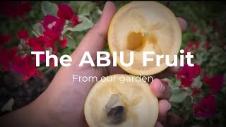 Pohon Abiu | Perjalanan 4 Bulan | Panen | Tur Rumah