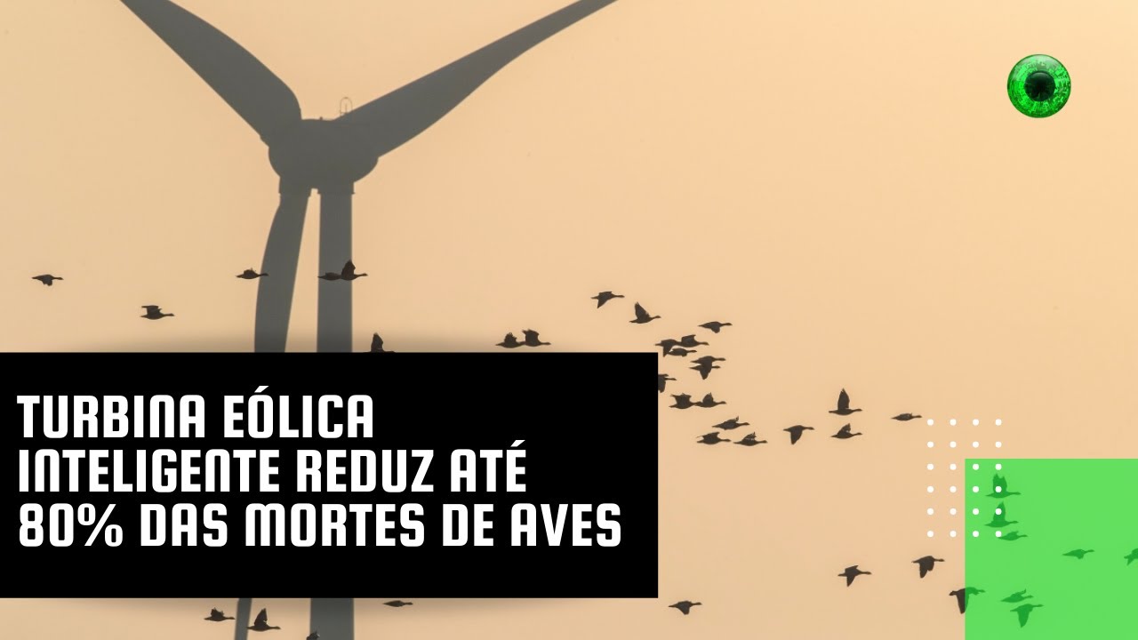 Turbina eólica inteligente reduz até 80% das mortes de aves