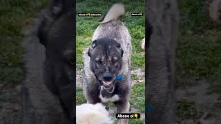 GENÇ KANGAL, YETİŞKİN AKBAŞLARA KENDİNİ İSPATLAMAYA ÇALIŞIYOR #shorts #short #youtubeshorts #video