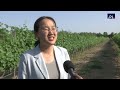 Industria vitivinícola en China: innovación, turismo y ecología.
