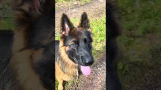 ASMR Forest walk 🌳 in Finland 🇫🇮 with a German shepherd 🐾