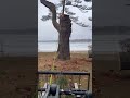 Cleaning up a Broken Pine Tree #treework