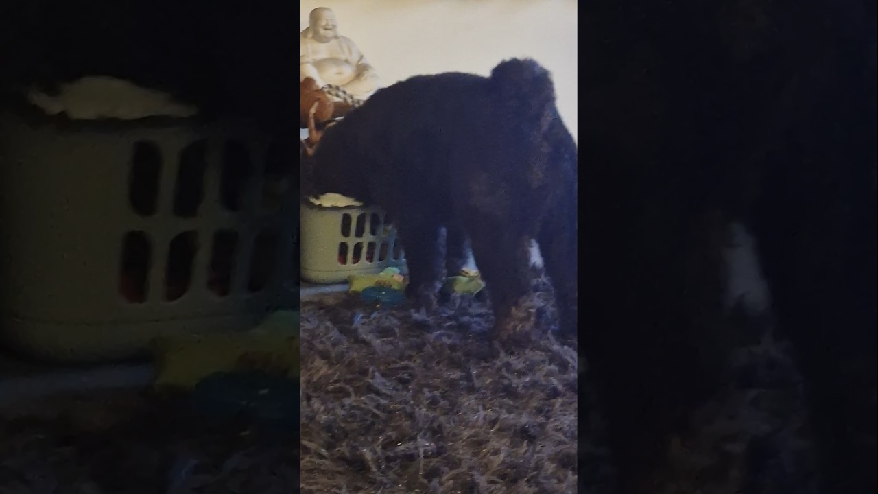 Chowdoodle in search of his piggy 🐽