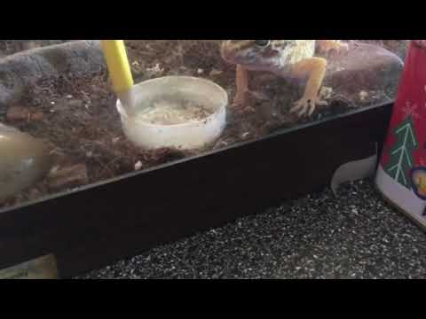 camera iphone 8 plus apk Albino Leopard Gecko Receiving Help Eating #gecko