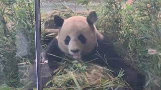 : Panda Jiao Qing futtert Bambus im Zoo Berlin