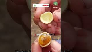 Its Very Easy To Peel The Skin Of The Kosambi Fruit shorts savuisland kusambing fruit kusambi