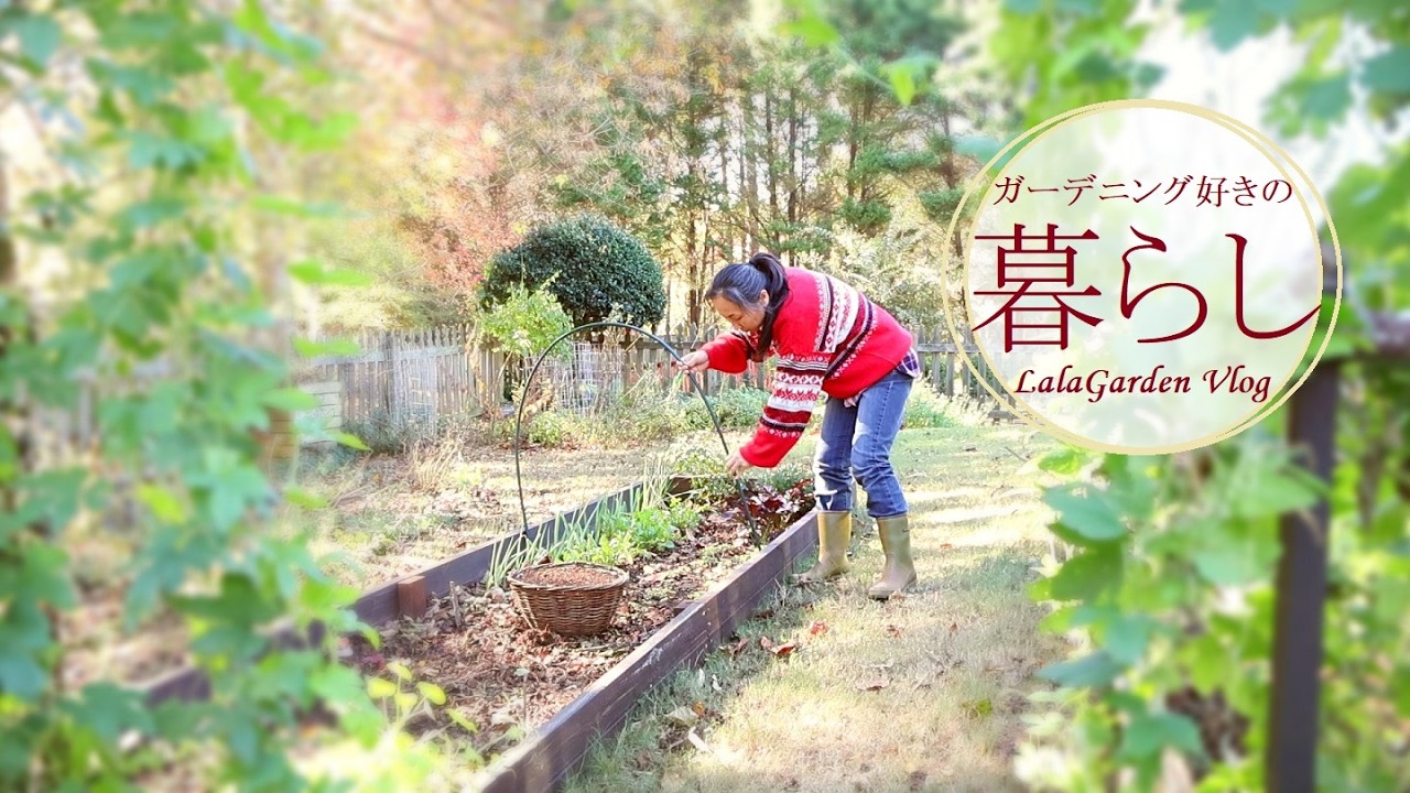 【晩秋の庭仕事】ネット張りが効果大！里芋も収穫｜ガーデニングと暮らしVlog