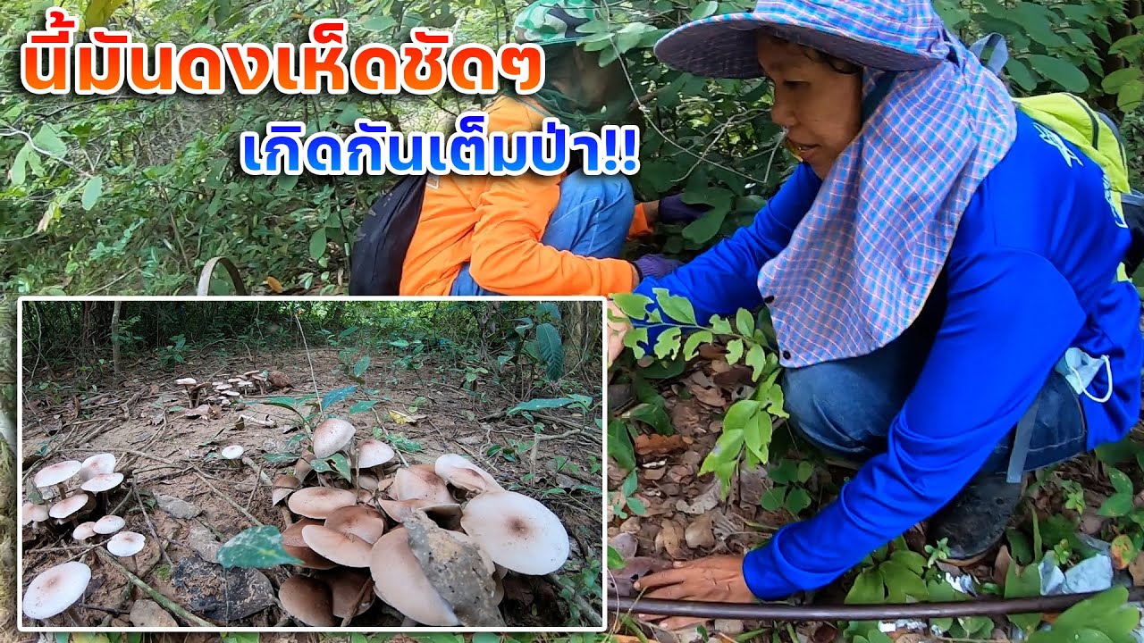นี้มันดงเห็ดชัดๆ เกิดกันเต็มป่า!! ทีมงานสี่สาวออกลุยเก็บเห็ด