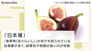イチジク 無花果 の種類 品種まとめ 特徴や育て方も紹介 Hanasaku