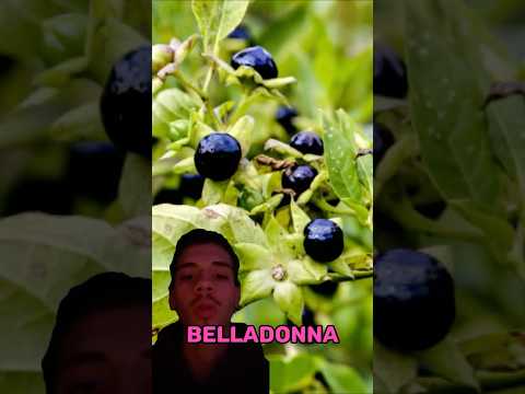 Belladonna Nearly Broke Human Minds #hallucinogens #darkfacts #shorts by Paradoxaly