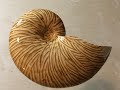 Scroll Saw Shells Ammonite 3 Scroll Saw Shells Ammonite 3