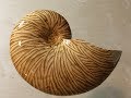 Scroll Saw Shells Ammonite 3