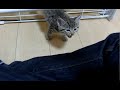 子猫がケージから出した途端に甘えてくるのが可愛いIt is cute that the kittens get pampered as soon as they are out of the cage