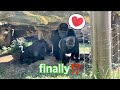 驚き❗️モモコからハオコにお尻を近づけた🫢 The gorilla couple end up mating…？