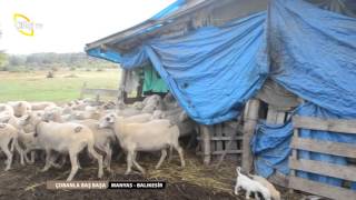 ÇOBANLA BAŞBAŞA/MANYAS-BALIKESİR