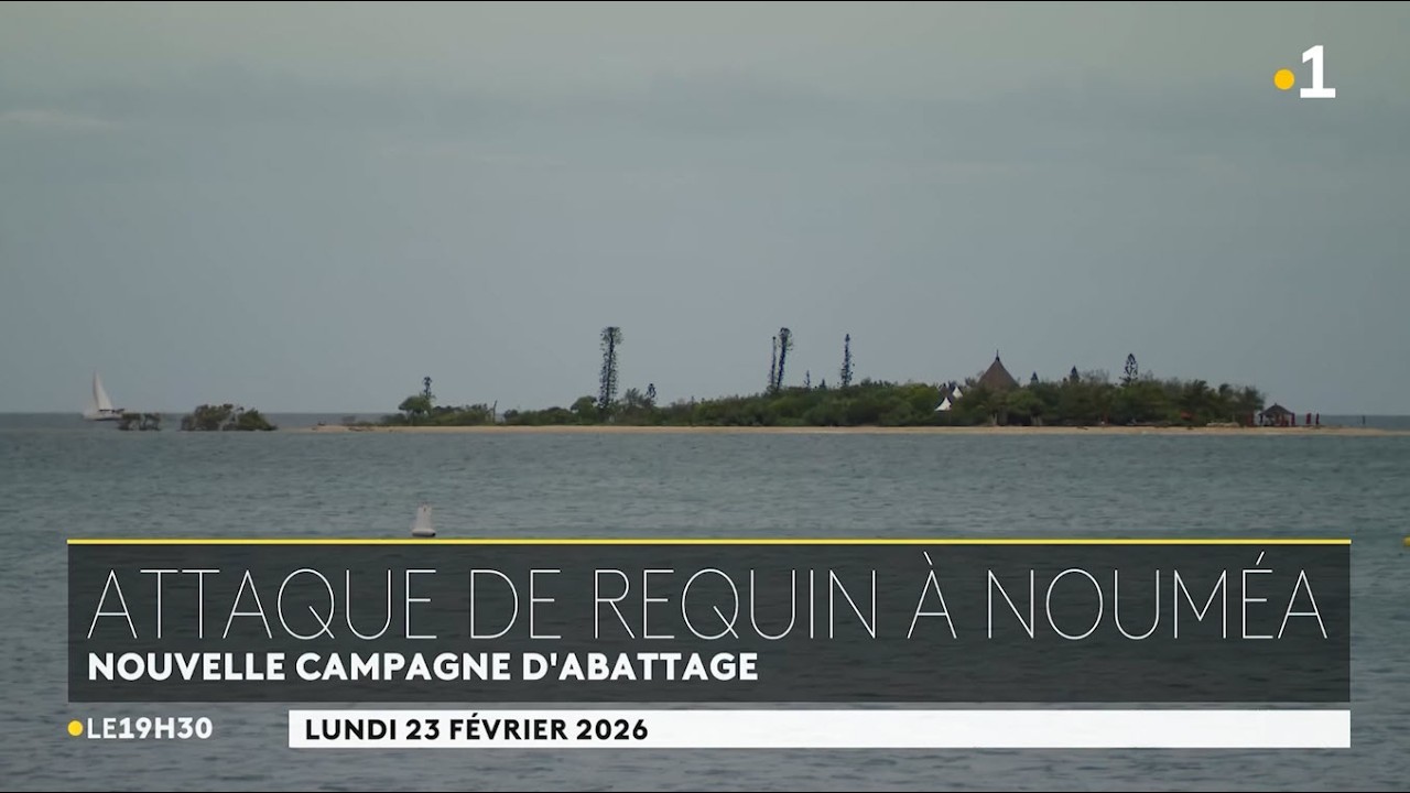 🇳🇨🦈La province Sud et la ville de Nouméa relancent une campagne d'abattage des requins - 23/02/2026