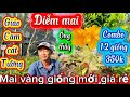 20/5/2026☎️0775,739.717👉Hai Huỳnh🎄mai vàng giá rẻ combo 12giong350k-CAM CÁT TƯỞNG DIỄM MAI THIÊN LỘC