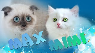 Cute kittens Mimimax compilation by Mimi & Max cats 478 views 3 years ago 2 minutes, 42 seconds