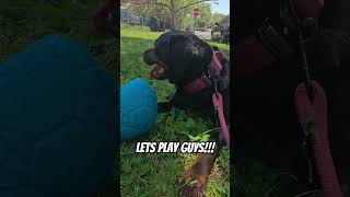 #ICESTORMK9COMPOUNDLLC #PITBULL #ROTTWEILER #EXPLOREPAGE #EXPLOREMORE #EXPLORE#LOVE#LIFE #NYC #DOG
