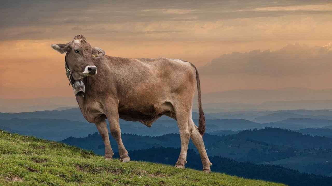 milchbauern.ch - Familie Werder - GR
