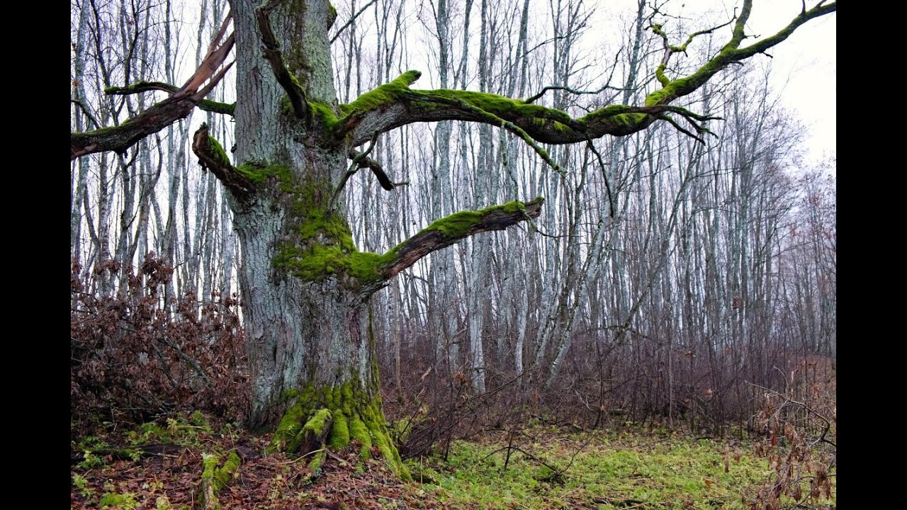 Eesti loodus novembris - Estonian nature in November 2021 (4K)