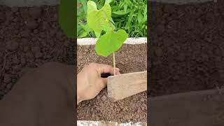 Young farming skills#farmlife #rogater #gardening #agriculture #agro #farming #satisfying #nobatidao