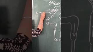 Nephron easy diagram #biology #shortsfeed #youtubeshorts #shorts