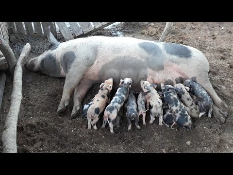 Porca amamentando 13 porquinhos 🍼🐖🐖 - YouTube